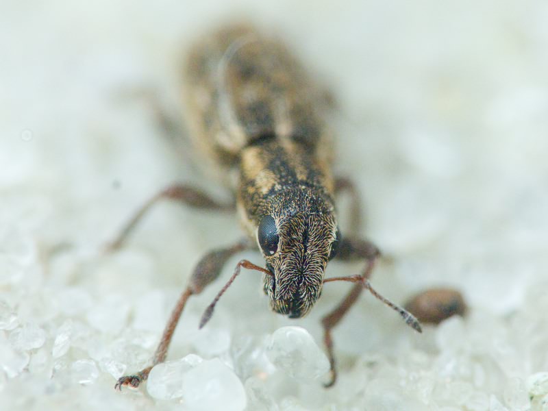 Sitona puncticollis Stephens, 1831